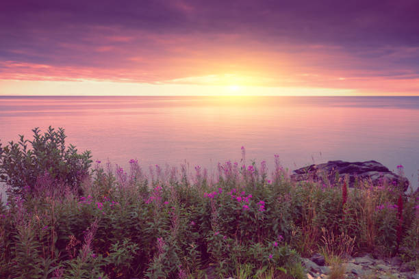 Seascape with rocky seashore and blossoming pink willowherb flowers with the dramatic sunset sky. Beautiful nature of Norway stock photo