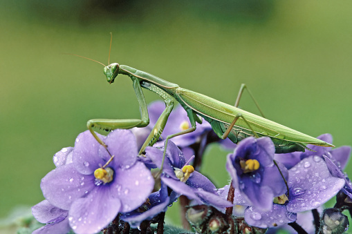 adult female of green praying mantis rest on violet flowers