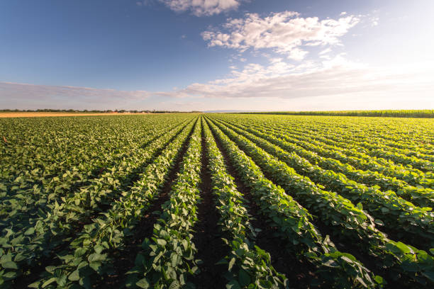 open soybean field at sunset. - agriculture imagens e fotografias de stock