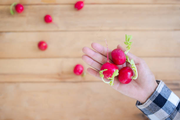 Radish or Raphanus raphanistrum subsp.