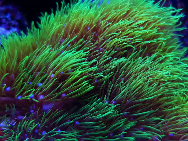 istock Green star polyp soft coral - briareum violaceum 1363573551