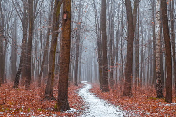 Birdhouse on a tree by a snowy path in a winter forest on a foggy day