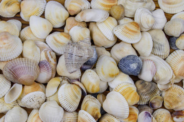 istock Background of the sea shells. Summer vacation concept 1363575377