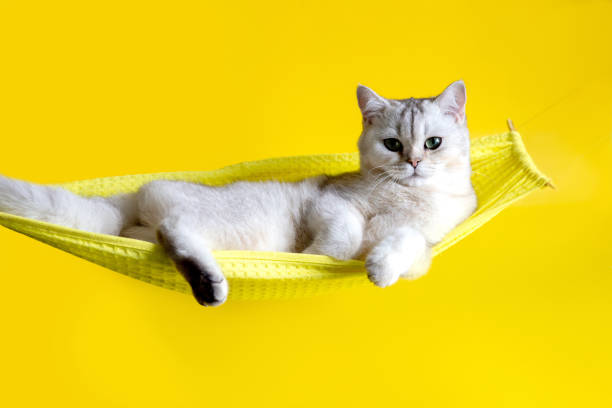 istock Adorable white cat lie on yellow hammock on yellow background 1363576294