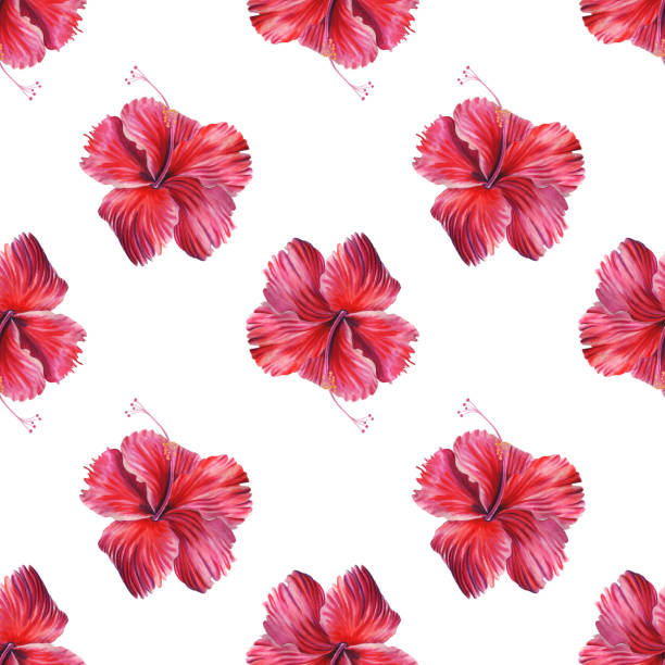 Red hibiscus watercolor seamless pattern. Hand drawn tropical print. For printing on fabric and wrapping paper Red hibiscus watercolor seamless pattern. Hand drawn tropical print. For printing on fabric and wrapping paper rosa chinensis stock illustrations