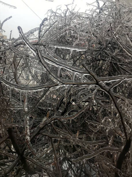 istock Branches laden with ice after an ice rain closeup view with selective focus on foreground 1363577219
