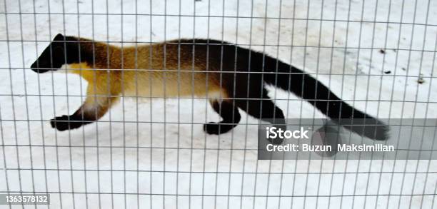 Harza In North Of Breeding Area In Large Enclosure Stock Photo - Download Image Now - Animal, Animal Hair, Animal Themes