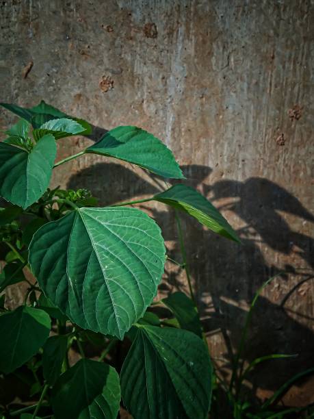 istock green leaves and shadows on the wall 1363578652