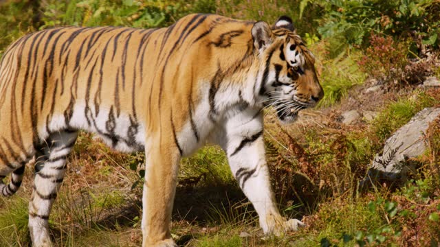 Siberian Tiger Free Stock Video Footage Download Clips Animals