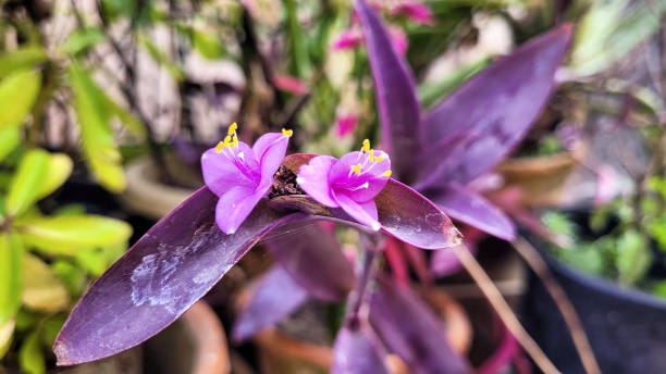 istock Little purples blooming in a Kitchen garden 1363580762