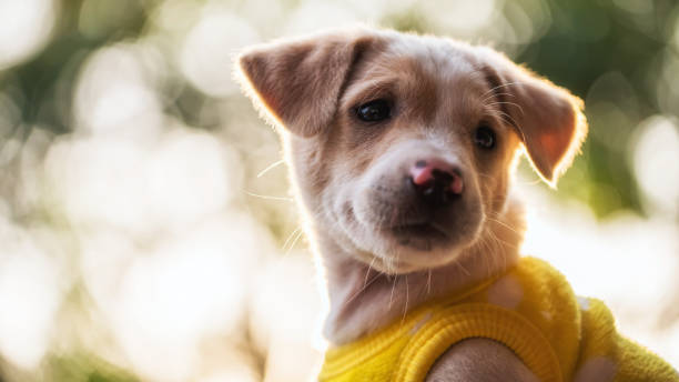 istock labrador puppy in sweater with light bokeh 1363580811