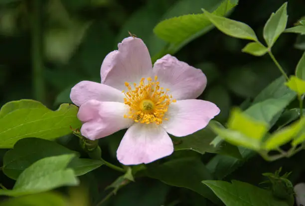 close-up of the flower head of a dog rose with pale pink petals and yellow stamens