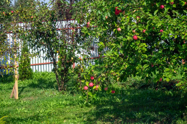 istock apples on branches in the garden 1363581628