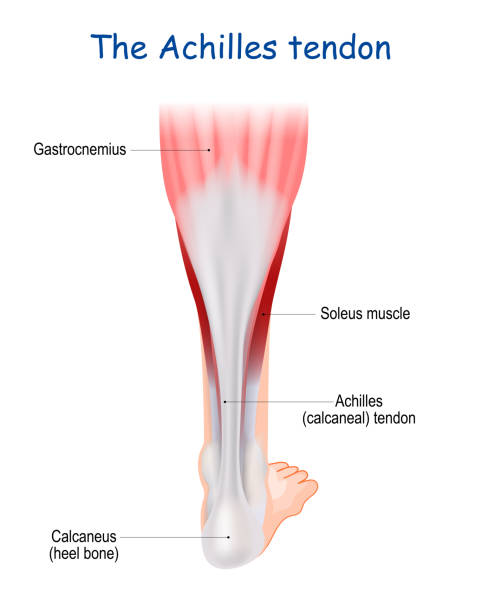 ilustraciones, imágenes clip art, dibujos animados e iconos de stock de tendón de aquiles. anatomía de la pierna humana - tendon