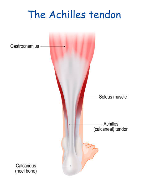 illustrations, cliparts, dessins animés et icônes de tendon d’achille. anatomie des jambes humaines - tendon