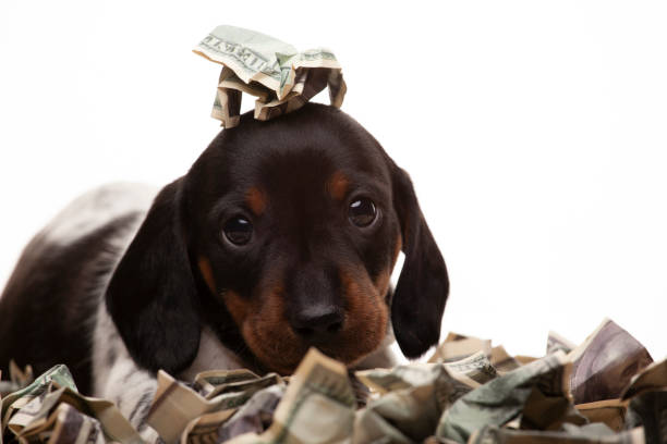 istock image of dog money white background 1363583095