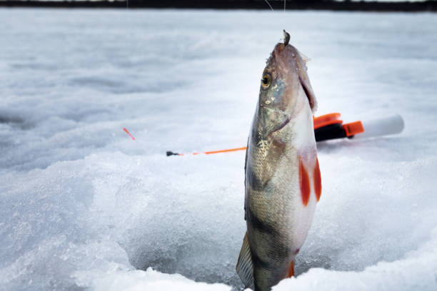 istock Fish perch in the hole in ice 1363584186