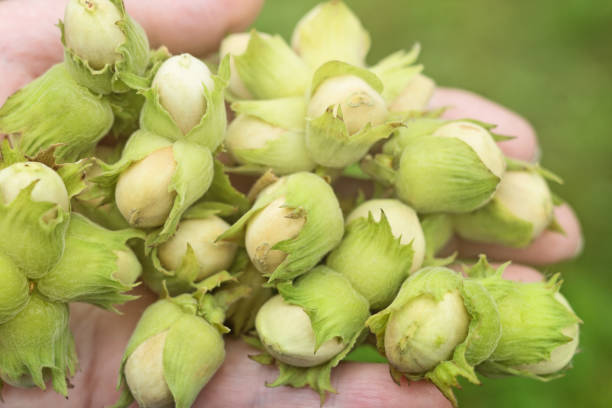 istock Handful of fresh green hazel nuts 1363584190
