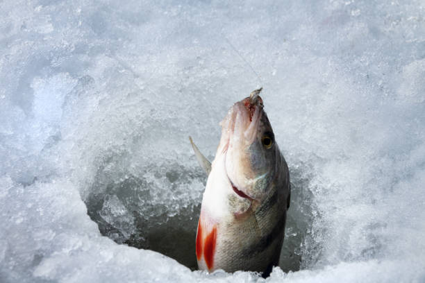 istock Fish perch in the hole in ice 1363584218