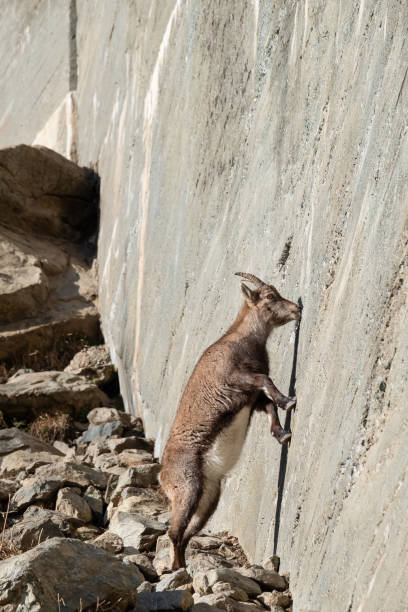 istock ibexes (Capra ibex) licking mineral salt from rocks. 1363585268