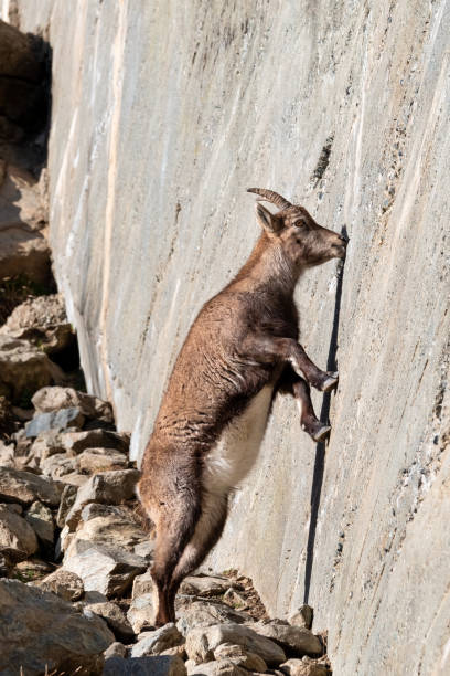 ibexes (Capra ibex) licking mineral salt from rocks