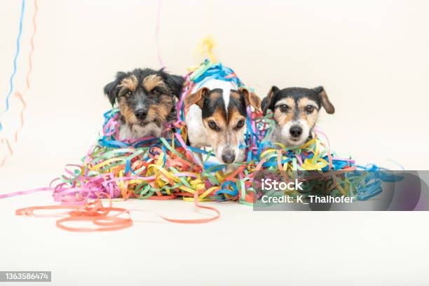 Three Cute Naughty Party Dog Jack Russell Dogs Ready For Carnival Stock Photo - Download Image Now