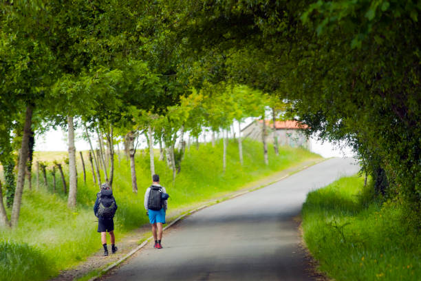 Santiago de Compostela, Spain- May 24, 2021: Rear view of two men pilgrims in the 'camino de Santiago' walking under a tree branches tunnel, green landscape background.