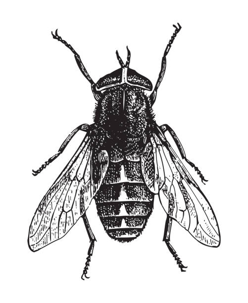 blada gigantyczna mucha końska (tabanus bovinus) - ilustracja grawerowana w stylu vintage - horse fly stock illustrations