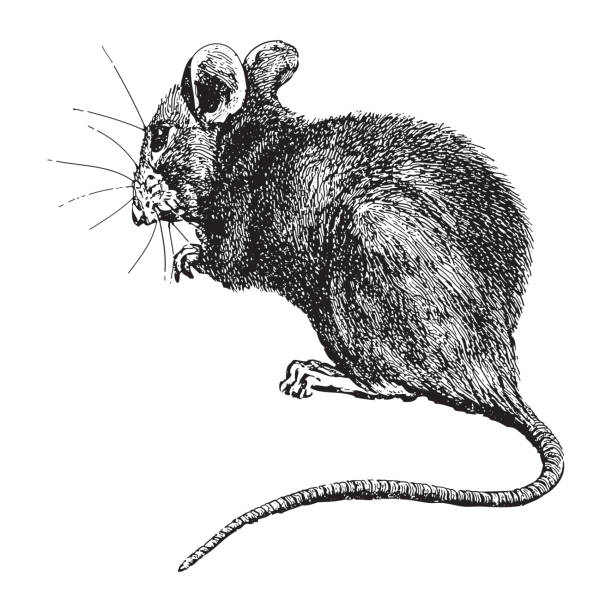 House mouse (Mus musculus) - vintage engraved illustration illustration from Meyers Konversations-Lexikon 1897 mus musculus stock illustrations