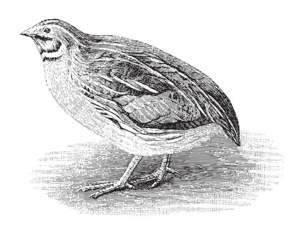 Common Quail (Coturnix communis) - vintage engraved illustration illustration from Meyers Konversations-Lexikon 1897 coturnix quail stock illustrations