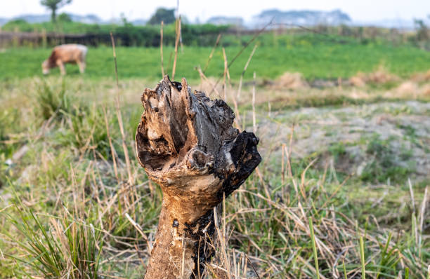 Old broken tree trunk in the agricultural field close up view