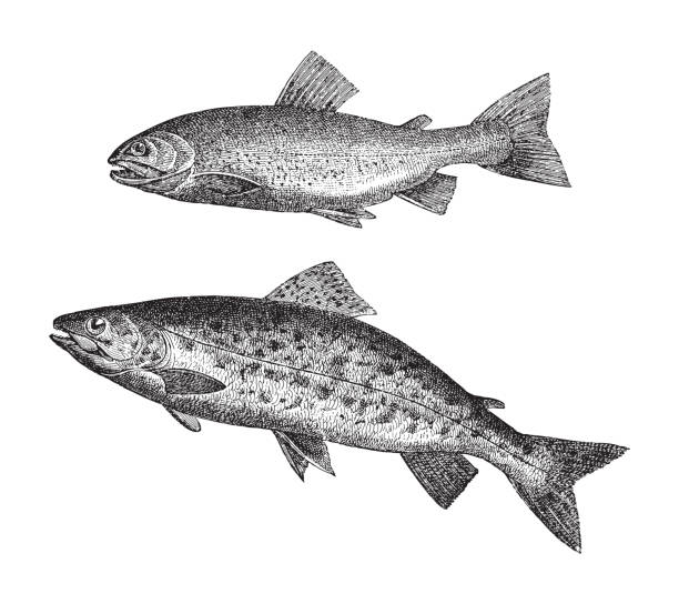 stockillustraties, clipart, cartoons en iconen met salvelinus above and sea trout below - vintage engraved illustration - trekzalm