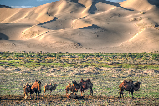 A group of camels rest in the evening in front of the sand dunes of the Gobi Desert, Mongolia