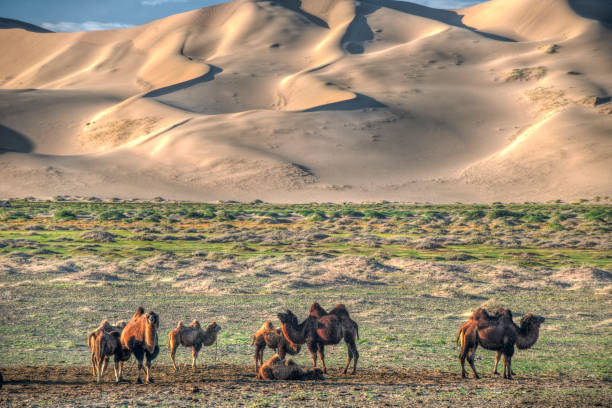 верблюдов - bactrian camel стоковые фото и изображения