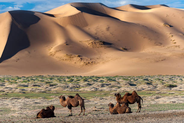 kamele - gobi desert stock-fotos und bilder