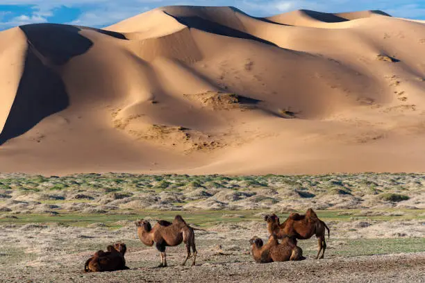 A group of camels rest in the evening in front of the sand dunes of the Gobi Desert, Mongolia