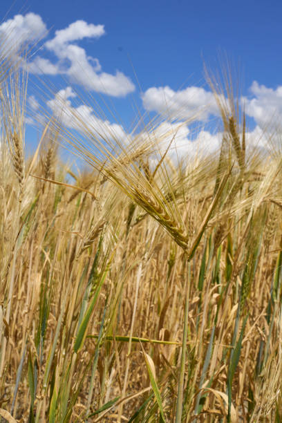 Hordeum vulgare ripe plants