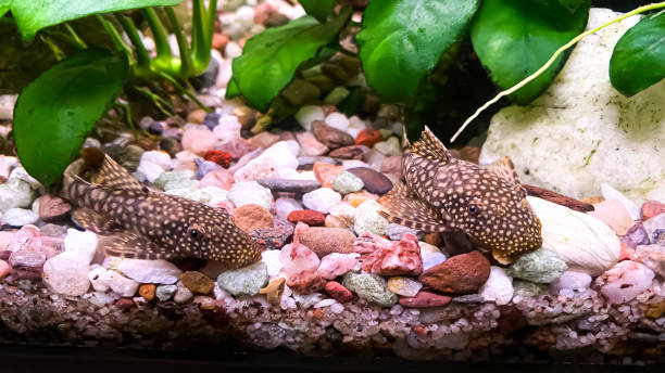 Fish Ancistrus in aquarium Couple of Fish Ancistrus - catfish in a home freshwater aquarium with a green anubias plants blue ram fish stock pictures, royalty-free photos & images
