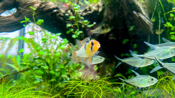 istock Fish Ram cichlid in aquarium 1363589139