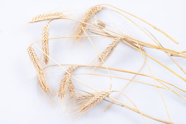 istock Spikes of wheat on white background. top view 1363590639