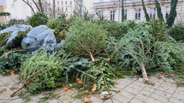 A bunch of discarded Christmas spruces on the street. Pile of discarded Christmas trees waiting for garbage collection. curb photos stock pictures, royalty-free photos & images