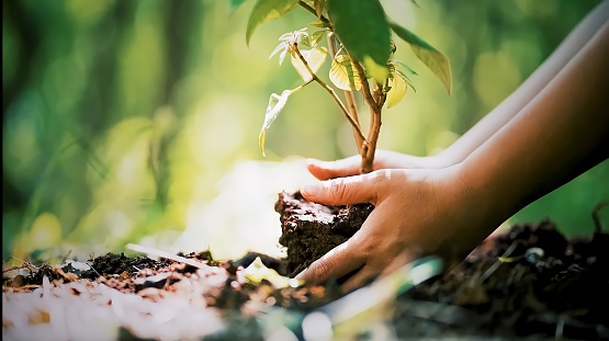 Manos de un joven plantando árbol en el suelo día de la tierra y campaña de calentamiento global Foto de archivo photo