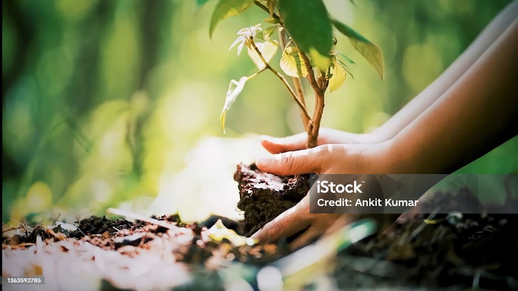 Young Man's Hands Planting Tree in the soil earth day and global warming campaign Stock Photo Sustainable Resources Stock Photo