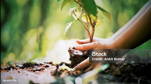 Young Mans Hands Planting Tree In The Soil Earth Day And Global Warming Campaign Stock Photo Stock Photo - Download Image Now