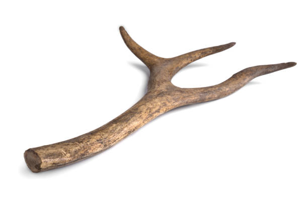 istock One part of Deer horn. Antler on a white background 1363593717