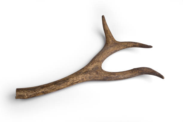 istock One part of Deer horn. Antler on a white background 1363593739