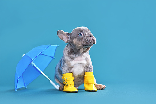 Small French Bulldog dog puppy with umbrella and rain boots