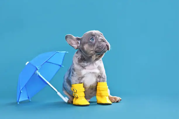 Small French Bulldog dog puppy with umbrella and rain boots on blue background with copy space