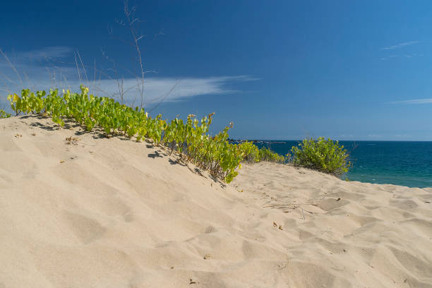 istock Sunny beach with sand dunes and blue sky in Bulgaria 1363594999