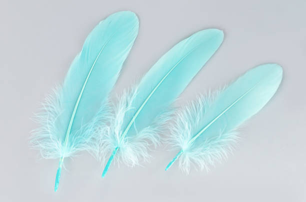 istock Light turquoise emerald green feathers on gray background 1363595322